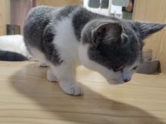 -屋虎猫馆(宝安大仟里店)