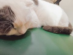 -猫小院猫主题餐厅(南锣旗舰店)