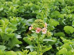 -中国天府农业博览园