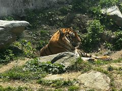 -栾川竹海野生动物园