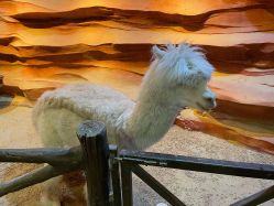 -酷嗒动物文化乐园(cutezoo西溪乐天城店)