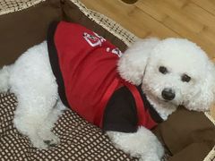 -艾贝尔宠物医院·24H转诊中心·肿瘤猫专科(江宁双龙店)