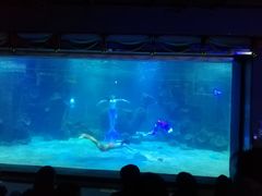 -石家庄海洋公园