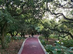 -风云岭森林公园