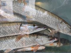 -煲来饱去冷水鱼
