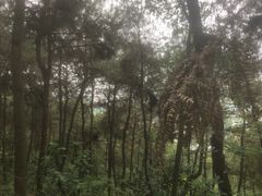 -铁山坪森林公园