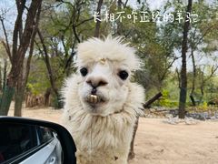 -北京野生动物园