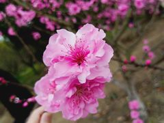 -秀丽东方