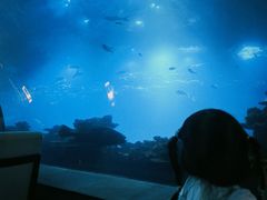 -海棠湾洲际-涛·海底餐厅·美人鱼·自助餐·海底隧道
