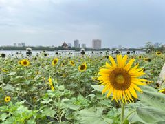 -顺峰山公园