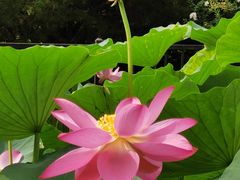 -莲花池公园