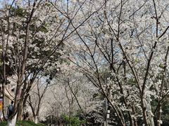 -武汉大学-樱园