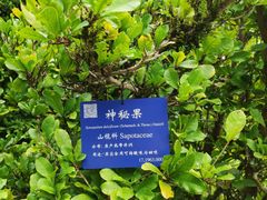 -中国科学院西双版纳热带植物园