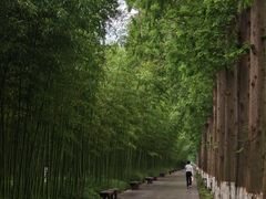 -黄海国家森林公园