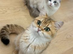 -有喵·猫咖·狗咖·30几只猫10只小狗(岗厦店)