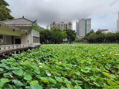 -荔湾湖公园
