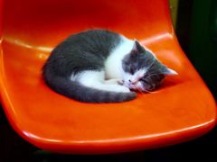 -猫咪博物馆(顶澳仔猫街店)