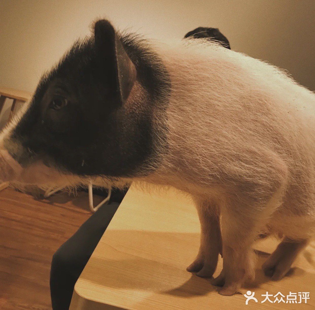 上海魔都超级萌的撸宠店，超多宠物可爱到哭！