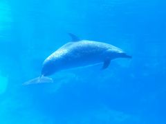 -珠海长隆海洋王国