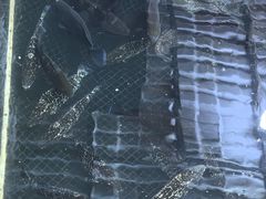 -蓝湾碧波·老字号·疍家非遗海上餐厅
