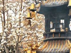 -长春观