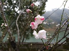 -新安江山水画廊风景区