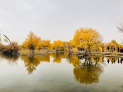 -金塔沙漠胡杨林景区