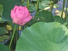 -大宁郁金香公园-停车场