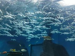 -海合安武汉极地海洋公园