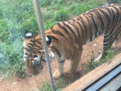 -昆明动物园