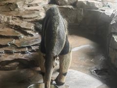 -深圳野生动物园