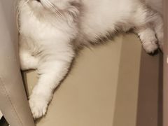 -爱诺耐芙动物医院(万博店)