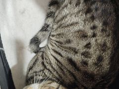 -四月宠物医院·猫专科·心脏专科·内科(转塘店)