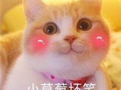 -志龙皇冠吃货椰子铺