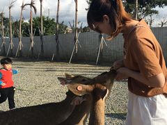 -鹿境梅花鹿生态园区
