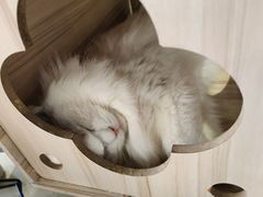 -藏猫猫咖啡主题馆(中央大道店)