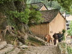 -杨家堂村