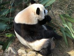 -泉州海丝野生动物世界