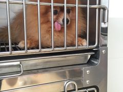 -创凡宠物医院·骨专科  猫科中心(西乡分院)