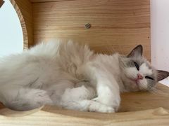 -Bastet sally猫舍购宠(静安店)