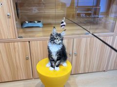 -猫十亿·布偶金渐层·曼基康矮脚猫舍(青年路店)