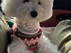 -翊宠yipet猫狗购宠庄园犬舍•猫舍