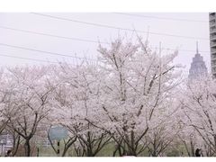 -西北湖绿化广场