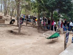 -哈尔滨北方森林动物园