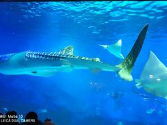 -烟台海昌鲸鲨海洋公园