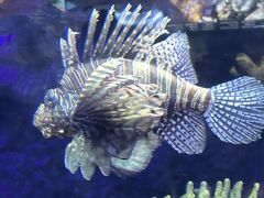 -上海海洋水族馆