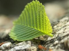 -维乐口腔医院(星海湾分院)