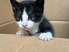 -瑞派康怡24h宠物医院·犬猫医疗中心·微创绝育(瑞景分院)