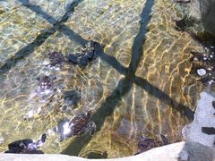 -斐济双桅帆船外岛一日游 浮潜 海钓 Tinhao号