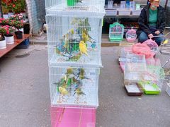 -哈尔滨道外花鸟鱼市场